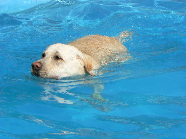 plavající pes v bazénu.jpg